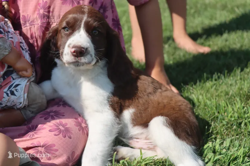 Stormy – English Springer Spaniel puppy for sale in Alta Vista, IA