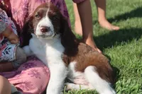 Stormy, a male English Springer Spaniel for sale in Alta Vista, IA – 1 of 7