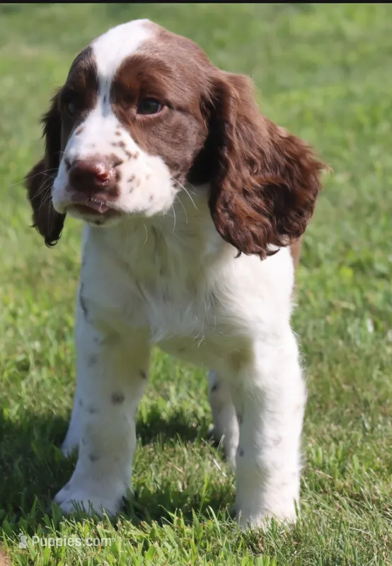 Tinker – English Springer Spaniel puppy for sale in Alta Vista, IA