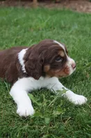 Scott, a male English Springer Spaniel for sale in Alta Vista, IA – 6 of 7