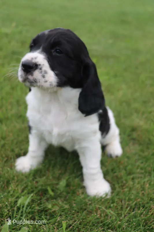 Teddy – English Springer Spaniel puppy for sale in Alta Vista, IA