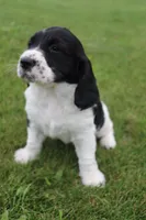 Teddy, a male English Springer Spaniel for sale in Alta Vista, IA – 1 of 7