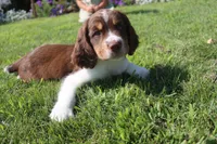 Scott, a male English Springer Spaniel for sale in Alta Vista, IA – 4 of 10