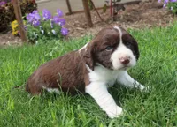 Stormy, a male English Springer Spaniel for sale in Alta Vista, IA – 4 of 6