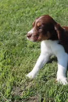 Scott, a male English Springer Spaniel for sale in Alta Vista, IA – 5 of 10