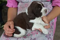 Trooper, a male English Springer Spaniel for sale in Alta Vista, IA – 2 of 6