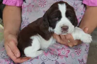 Tracy, a female English Springer Spaniel for sale in Alta Vista, IA – 1 of 6