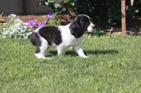 Sophie, a female English Springer Spaniel for sale in Alta Vista, IA – 4 of 9