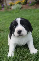 Sophie, a female English Springer Spaniel for sale in Alta Vista, IA – 1 of 8