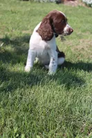 Smokey, a male English Springer Spaniel for sale in Alta Vista, IA – 9 of 9