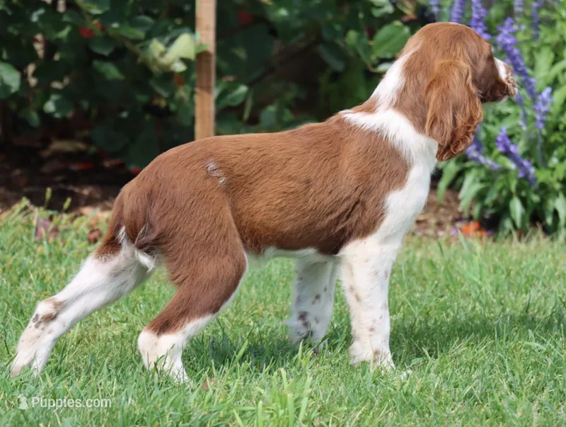 Sunny – English Springer Spaniel puppy for sale in Alta Vista, IA