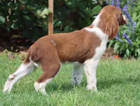 Sunny, a male English Springer Spaniel for sale in Alta Vista, IA – 1 of 7