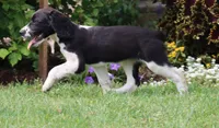 Summer, a female English Springer Spaniel for sale in Alta Vista, IA – 6 of 8