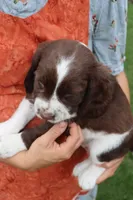 Tiger, a male English Springer Spaniel for sale in Alta Vista, IA – 4 of 8