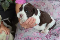 Trixie, a female English Springer Spaniel for sale in Alta Vista, IA – 1 of 5