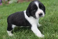 Summer, a female English Springer Spaniel for sale in Alta Vista, IA – 4 of 5