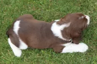 Trooper, a male English Springer Spaniel for sale in Alta Vista, IA – 6 of 7