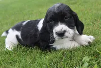 Teddy, a male English Springer Spaniel for sale in Alta Vista, IA – 5 of 7