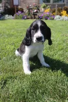 Summer, a female English Springer Spaniel for sale in Alta Vista, IA – 3 of 6