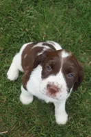 Trixie, a female English Springer Spaniel for sale in Alta Vista, IA – 4 of 10