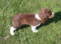 Scott, a male English Springer Spaniel for sale in Alta Vista, IA – 10 of 10