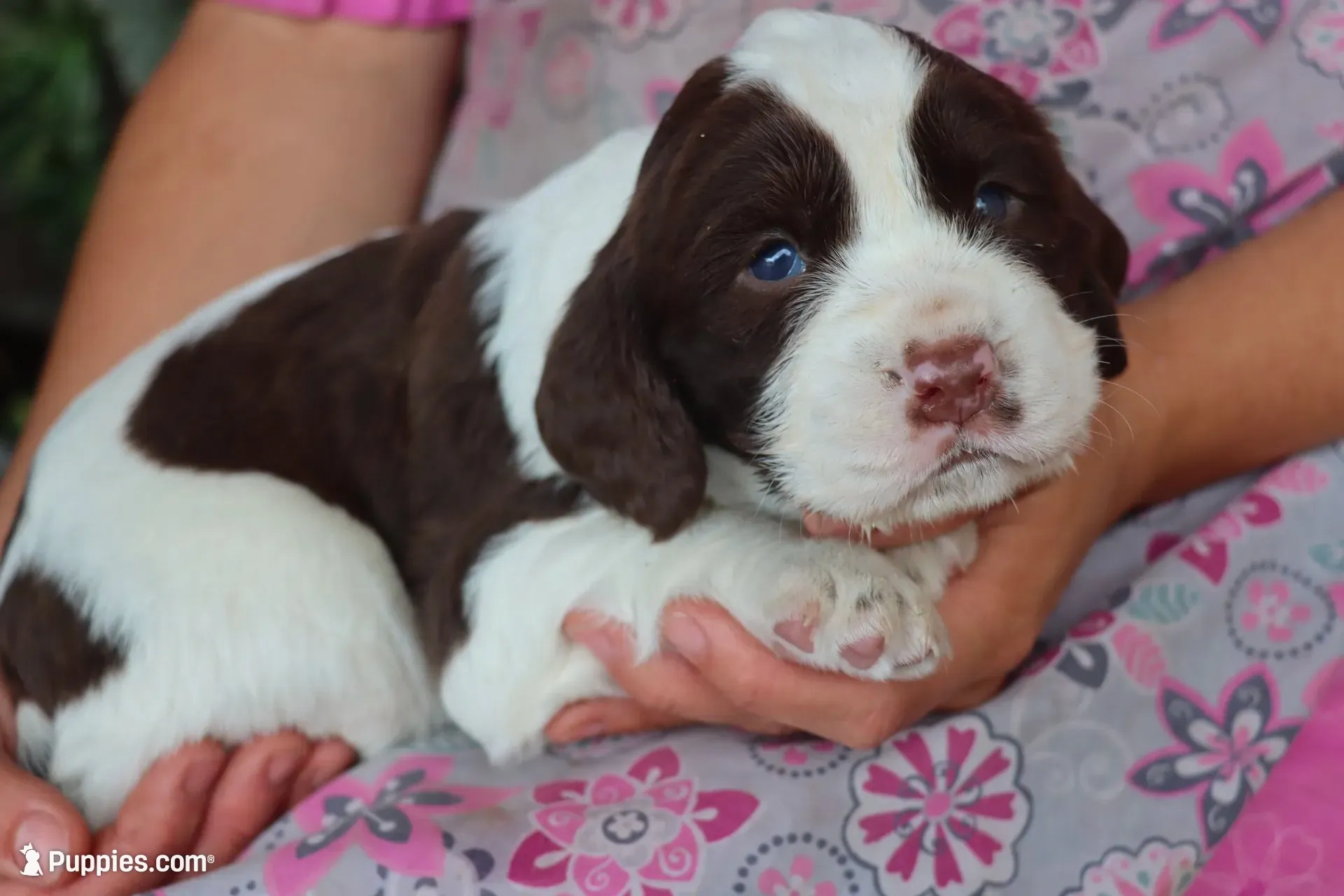 Tinker, a male English Springer Spaniel for sale in Alta Vista, IA – 2 of 7