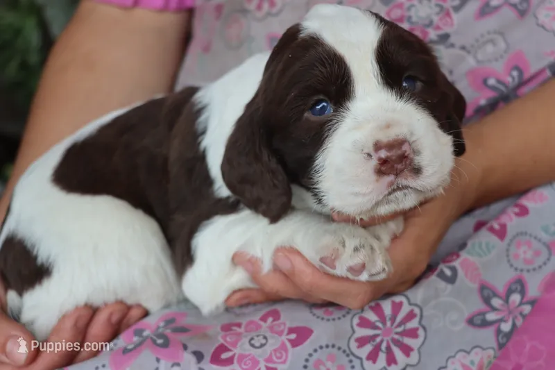 Tinker – English Springer Spaniel puppy for sale in Alta Vista, IA