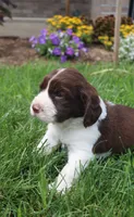 Stormy, a male English Springer Spaniel for sale in Alta Vista, IA – 5 of 6