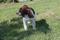 Smokey, a male English Springer Spaniel for sale in Alta Vista, IA – 4 of 9