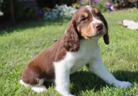 Scott, a male English Springer Spaniel for sale in Alta Vista, IA – 2 of 10