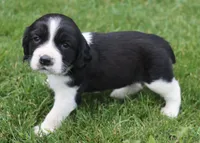 Summer, a female English Springer Spaniel for sale in Alta Vista, IA – 2 of 5