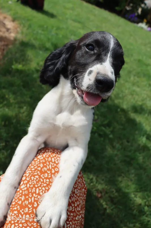 Summer – English Springer Spaniel puppy for sale in Alta Vista, IA
