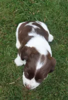 Trixie, a female English Springer Spaniel for sale in Alta Vista, IA – 6 of 10