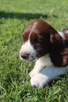 Stormy, a male English Springer Spaniel for sale in Alta Vista, IA – 2 of 7