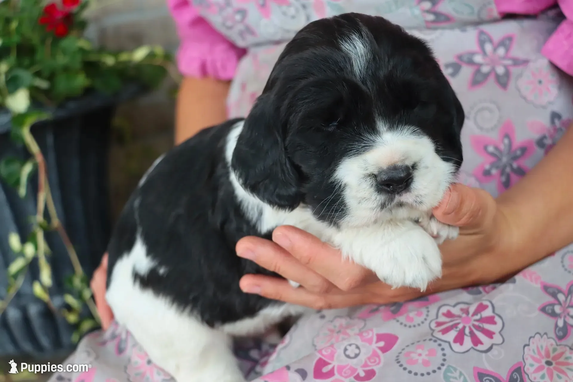 Teddy, a male English Springer Spaniel for sale in Alta Vista, IA – 2 of 7