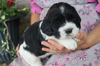 Teddy, a male English Springer Spaniel for sale in Alta Vista, IA – 1 of 5