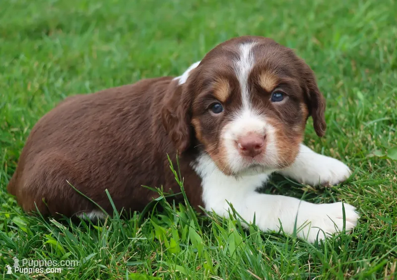 Scott – English Springer Spaniel puppy for sale in Alta Vista, IA