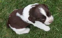Smokey, a male English Springer Spaniel for sale in Alta Vista, IA – 3 of 5