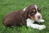 Scott, a male English Springer Spaniel for sale in Alta Vista, IA – 4 of 7