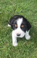 Sage, a female English Springer Spaniel for sale in Alta Vista, IA – 2 of 7