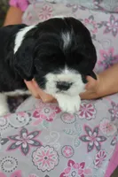 Teddy, a male English Springer Spaniel for sale in Alta Vista, IA – 2 of 5
