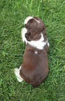 Stormy, a male English Springer Spaniel for sale in Alta Vista, IA – 6 of 6