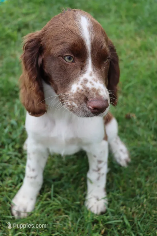 Smokey – English Springer Spaniel puppy for sale in Alta Vista, IA