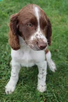 Smokey, a male English Springer Spaniel for sale in Alta Vista, IA – 1 of 9