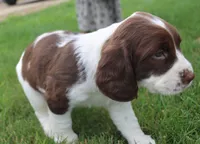 Trixie, a female English Springer Spaniel for sale in Alta Vista, IA – 7 of 10