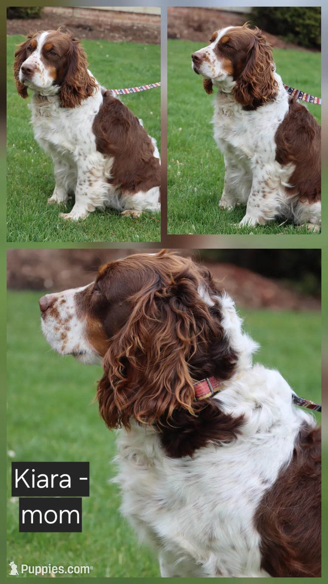 Kiara – English Springer Spaniel puppy for sale in Alta Vista, IA