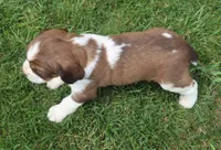 Sandy, a male English Springer Spaniel for sale in Alta Vista, IA – 5 of 7