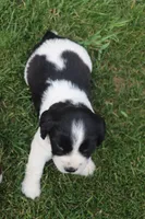 Sophie, a female English Springer Spaniel for sale in Alta Vista, IA – 7 of 8