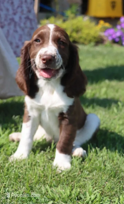 Tiger – English Springer Spaniel puppy for sale in Alta Vista, IA