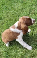 Sunny, a male English Springer Spaniel for sale in Alta Vista, IA – 6 of 7